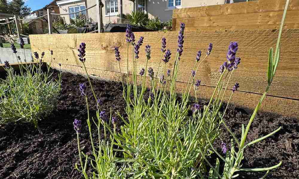 Decking Plymouth - Caring - Jackson Landscaping Ltd