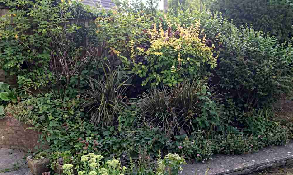 Garden Services Plymouth - Back Garden Bush - Jackson Landscaping Ltd