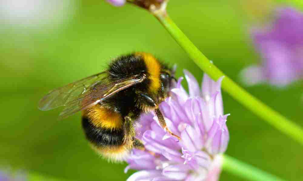 Gardening with Children Plymouth - Bees - Jackson Landscaping Ltd