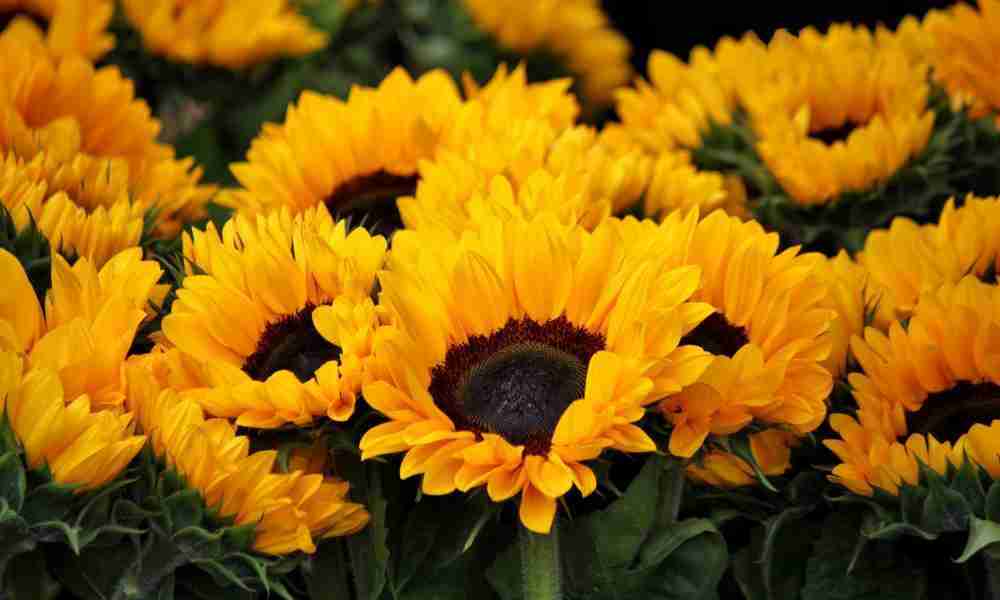 Gardening with Children Plymouth -Sunflowers - Jackson Landscaping Ltd