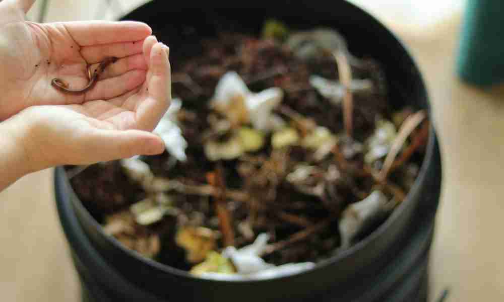 Gardening with Children Plymouth - Wormery - Jackson Landscaping Ltd