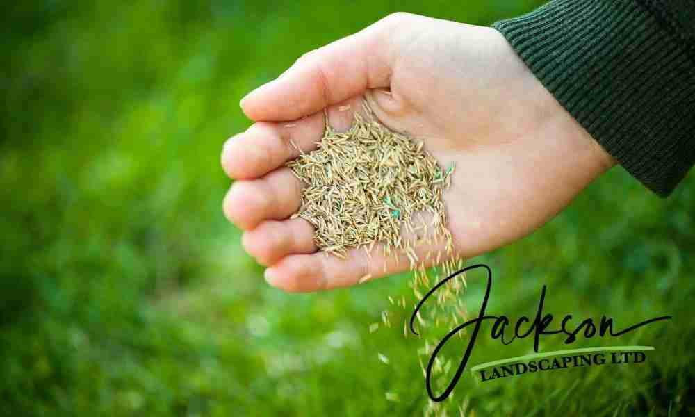 Over Seeding Lawn Plymouth - Grass Seeds in Hand - Jackson Landscaping Ltd