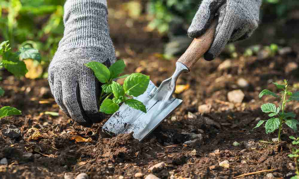 Planting Plymouth - Gardening Gloves - Jackson Landscaping Ltd