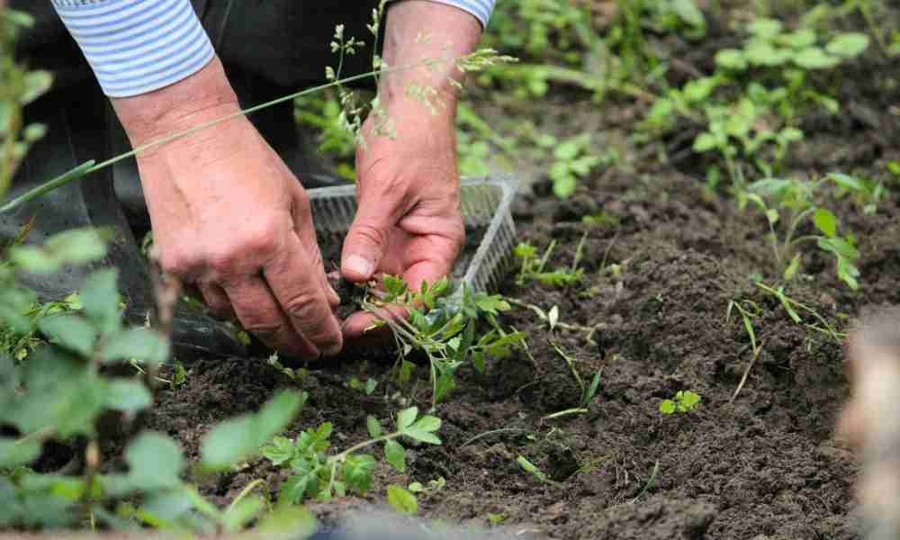 Planting Plymouth - Man in Garden - Jackson Landscaping Ltd