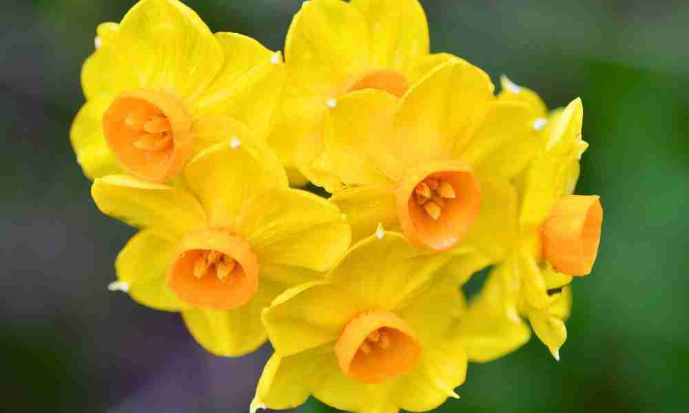 Planting Plymouth - Narcissus - Jackson Landscaping Ltd