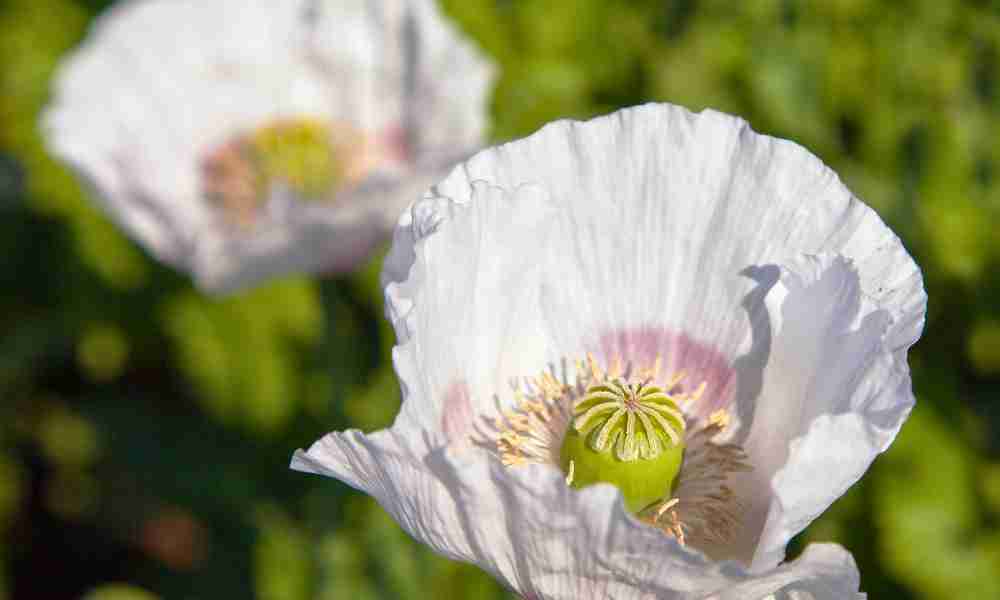 Planting Plymouth - Papaver Somniferum - Jackson Landscaping Ltd