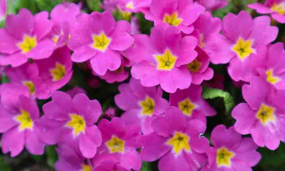 Planting Plymouth - Primroses - Jackson Landscaping Ltd
