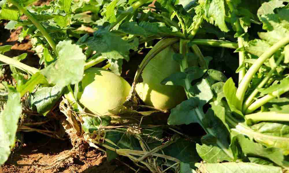 Planting Plymouth - Radishes - Jackson Landscaping Ltd