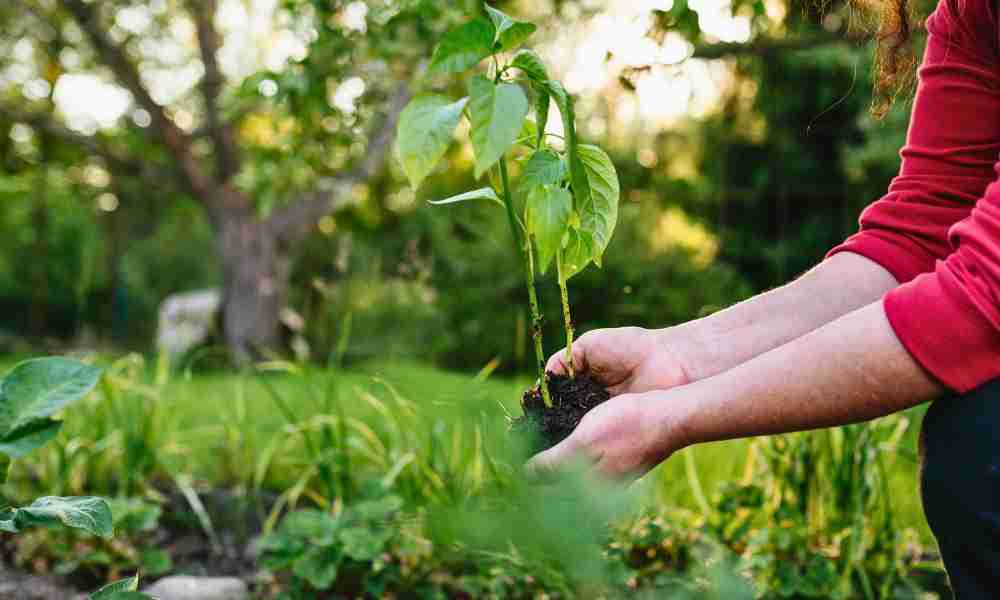 Planting Plymouth - Soil in Garden - Jackson Landscaping Ltd