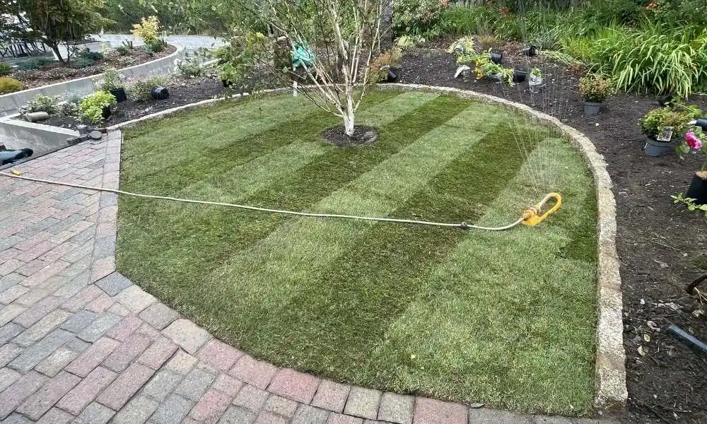Turf Plymouth - The Aftercare - Jackson Landscaping Ltd